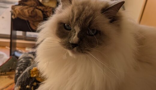 2026年03月04日の日記とニュース(来期から体制変わるから自分も身の振り方考えなきゃ)