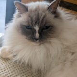 2026年03月12日の日記とニュース(明日はモーニング行って、名古屋でラーメン食べる)