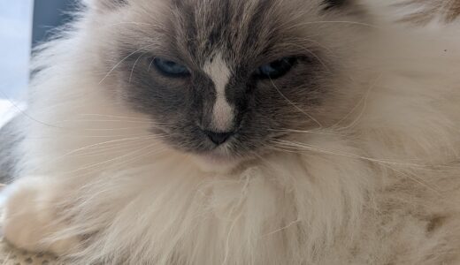 2026年03月12日の日記とニュース(明日はモーニング行って、名古屋でラーメン食べる)