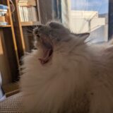 2026年03月17日の日記とニュース(久しぶりにマック食べれて嬉しい)