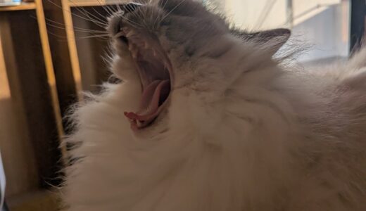 2026年03月17日の日記とニュース(久しぶりにマック食べれて嬉しい)