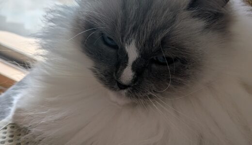 2026年03月19日の日記とニュース(春に向けて髪の毛切った)