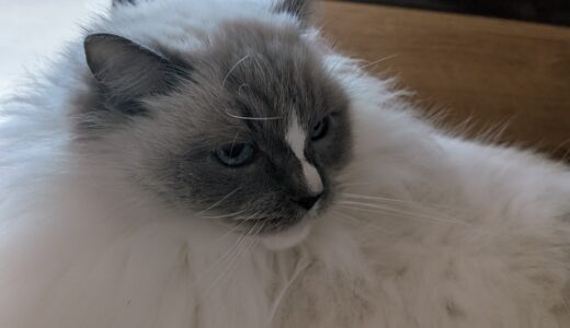 2026年03月25日の日記とニュース(スパイダーマン2もうすぐトロコン)