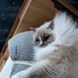 2026年03月31日の日記とニュース(再来週に旅行行けるかなあ)