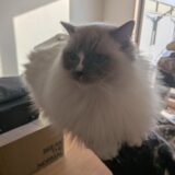 2026年04月01日の日記とニュース(毎日雨だと通勤めんどい)