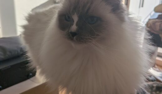 2026年04月01日の日記とニュース(毎日雨だと通勤めんどい)