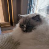 2026年04月02日の日記とニュース(雨が降ったらまた寒くなった)