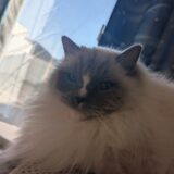 2026年04月03日の日記とニュース(枝豆貰った。ラッキー)