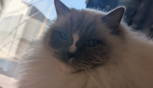 2026年04月03日の日記とニュース(枝豆貰った。ラッキー)