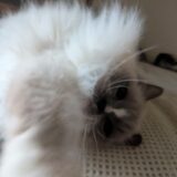 2026年04月07日の日記とニュース(4月末で色々と有効期限切れるから更新がいる)