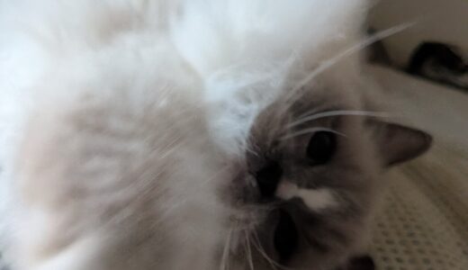 2026年04月07日の日記とニュース(4月末で色々と有効期限切れるから更新がいる)