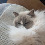 2026年04月08日の日記とニュース(着々と予定が決まっていくのが楽しい)