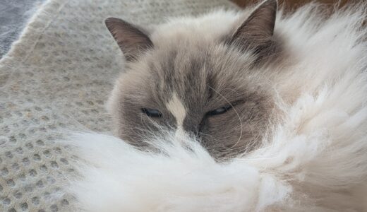 2026年04月08日の日記とニュース(着々と予定が決まっていくのが楽しい)