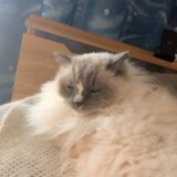 2026年04月09日の日記とニュース(明日は旅行前日。夜ご飯どうしようとかどうやって行こうか悩む)