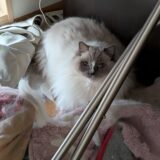 2026年04月15日の日記とニュース(旅行楽しかったー！アドベンチャーワールド楽しいね)