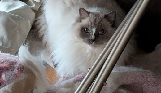 2026年04月15日の日記とニュース(旅行楽しかったー！アドベンチャーワールド楽しいね)