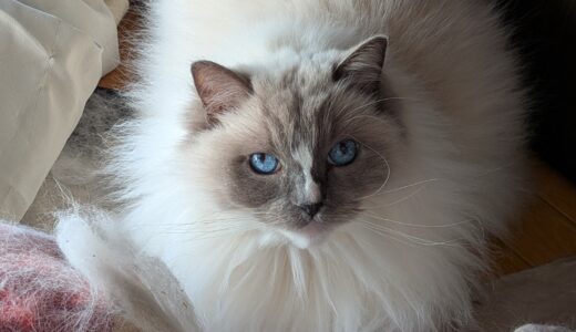 2026年04月16日の日記とニュース(そろそろ夏服揃えたい)