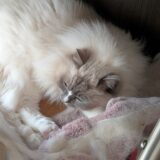 2026年04月18日の日記とニュース(久しぶりに町田商店のラーメン食べれてご機嫌)