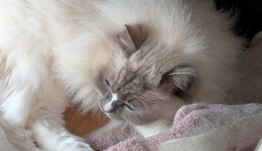 2026年04月18日の日記とニュース(久しぶりに町田商店のラーメン食べれてご機嫌)