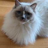 2026年04月20日の日記とニュース(うまトマチーズ丼食べたら、うまトマ定食食べたくなった)