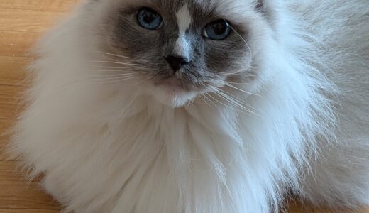 2026年04月20日の日記とニュース(うまトマチーズ丼食べたら、うまトマ定食食べたくなった)