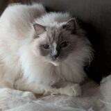 2026年04月21日の日記とニュース(うまトマ売り切れてすごいな)