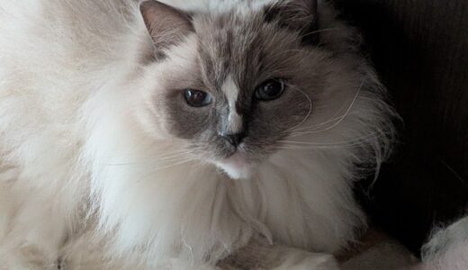 2026年04月21日の日記とニュース(うまトマ売り切れてすごいな)