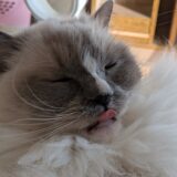 2026年04月22日の日記とニュース(グラス割ってしまってついに予備が無くなった)