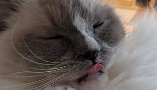 2026年04月22日の日記とニュース(グラス割ってしまってついに予備が無くなった)