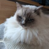 2026年04月23日の日記とニュース(体調悪くて体が怠いし、歯が痛い？)