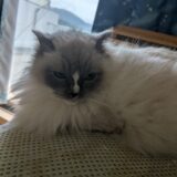 2026年04月26日の日記とニュース(歯痛と風邪はだいたい治った)