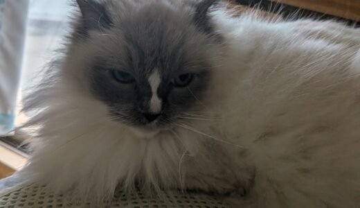 2026年04月26日の日記とニュース(歯痛と風邪はだいたい治った)