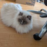 2026年04月30日の日記とニュース(4月最後は有給とってゆっくりしてた)