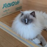 2026年05月20の日記とニュース(クレジットカードの期限切れはたまにやらかす)