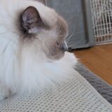 2026年05月25の日記とニュース(プロテイン変えたけど普通に飲めたので良かった)