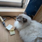 2026年06月05の日記とニュース(久しぶりにピザ食べた)