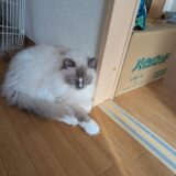 2026年06月22日の日記とニュース(明日はマクドの新作食べるかなあ)