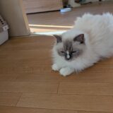 2026年07月16日の日記とニュース(暑すぎて猫もやばい)