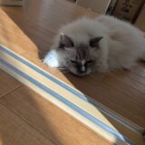 2026年07月24日の日記とニュース(明日はうなぎかな？)