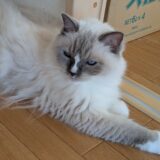 2026年08月19日の日記とニュース(休み明けでやっと調子取り戻してきた)