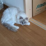 2026年08月25日の日記とニュース(やっぱうまトマは200gじゃないと)