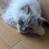 2026年09月01日の日記とニュース(9月始まり。しばらくは何もないな)