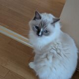 2026年09月03日の日記とニュース(ムーンライトはあんま繋がりないっぽいから飛ばすかな)