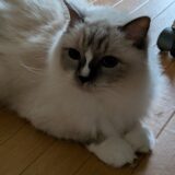 2026年09月15日の日記とニュース(コメダのフルムーンバーガーやっぱ美味いな)
